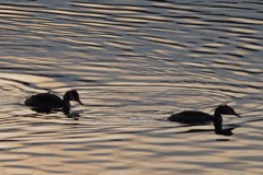 Is climate change drying up the Alps?
