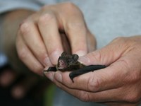 The chestnut forest plays host to a rare guest: Alliance in the Alps network of municipalities