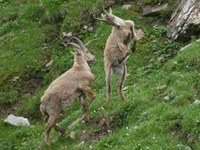 Gran Paradiso National Park: what is causing young ibexes to die out?