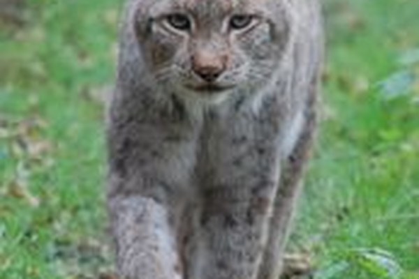 Alpine barriers and the way they affect species