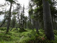 Transnational ecological networks - history, status quo and potentials