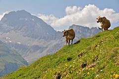 Fewer Alpine pastures