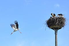 Connectivity video clip for mayors