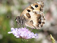 The cameras are rolling for hermits and fire salamanders