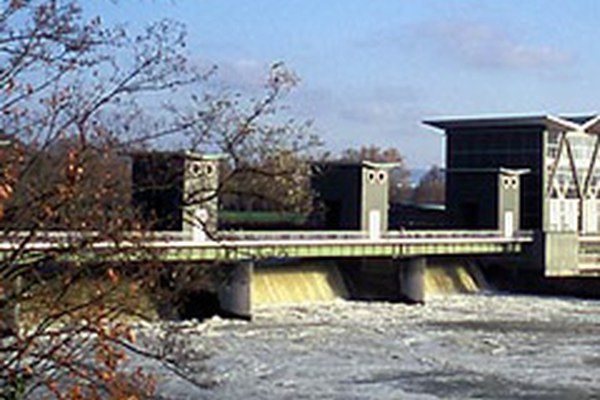 Salmon coming to the Rhine