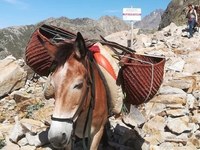 Hut transport: mules as an alternative