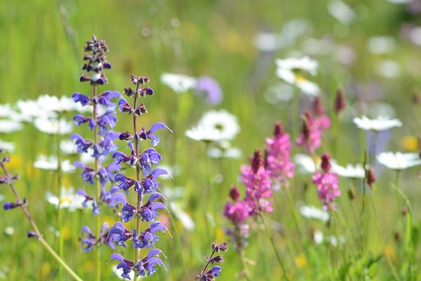 Concours des prairies fleuries : des paradis de biodiversité à l’honneur