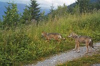 Vivre avec les grands prédateurs dans les Alpes