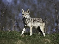 Chacal doré, renard et martres