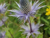 Valoriser le Patrimoine Ethnobotanique