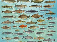 Des mesures en faveur des poissons des Alpes