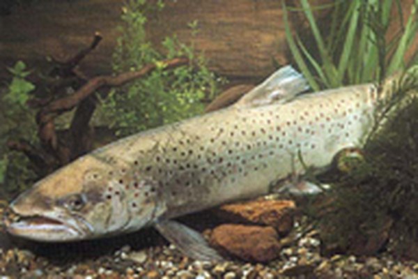 Mesures de protection en faveur du Rhin et du lac de Constance