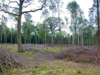 La Bavière lance un programme de protection de la nature en forêt sur une base contractuelle