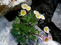 Le changement climatique réduit la biodiversité