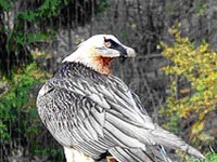 CH : heureux événement attendu chez des gypaètes barbus