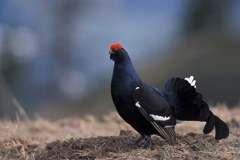 Les animaux sauvages menacés par les sports d'hiver