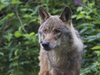 La population suisse est favorable au retour naturel du loup