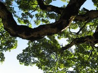 La forêt et le protocole de Kyoto