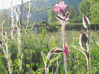 Nous possédons la clé de la biodiversité alpine