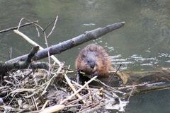 Les castors se développent dans le Plateau suisse