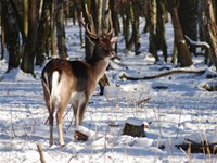 Le Liechtenstein présente le concept d'alimentation d'urgence du cerf