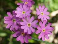 Disparition d'espèces dans les marais suisses
