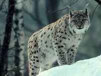 Retour à pattes de velours