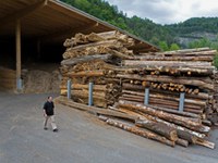 Biomasse issue des forêts piémontaises : le WWF tire la sonnette d'alarme