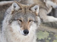 Bienvenue au loup, au lynx et à l'ours