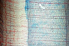 Changement climatique : printemps précoce, automne tardif