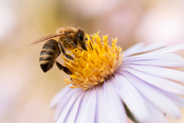 Quelle est la valeur de l'herbe ?