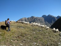 Pastoralisme et vie dans les Alpes