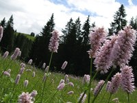 De l’or et des diamants pour la biodiversité