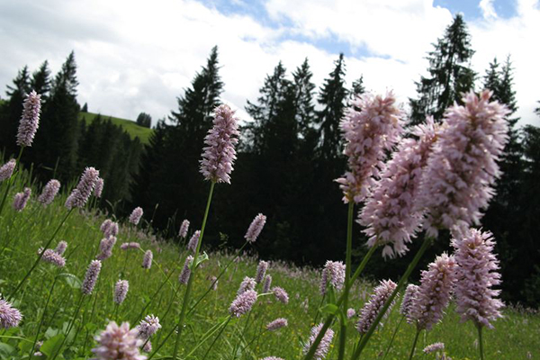 De l’or et des diamants pour la biodiversité