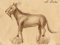 Des dahus observés dans le Nord de l’Italie