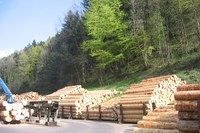 Exploiter la forêt de façon plus soutenable