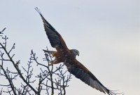 Faune sauvage, changement climatique et plomb de chasse