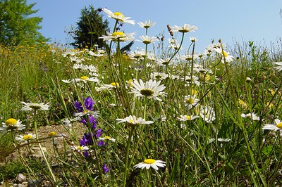L’UE protège-t-elle efficacement la nature ?