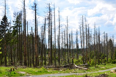 La forêt slovène en péril