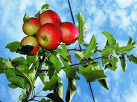 Les initiatives citoyennes ont le vent en poupe