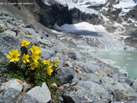 Les plantes alpines menacées