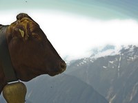 Pâturages d’alpage : loués beaucoup trop cher et pourtant inutilisés