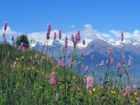 Quand la politique peut favoriser la biodiversité