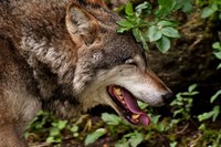 Représentations du loup : nos valeurs en question