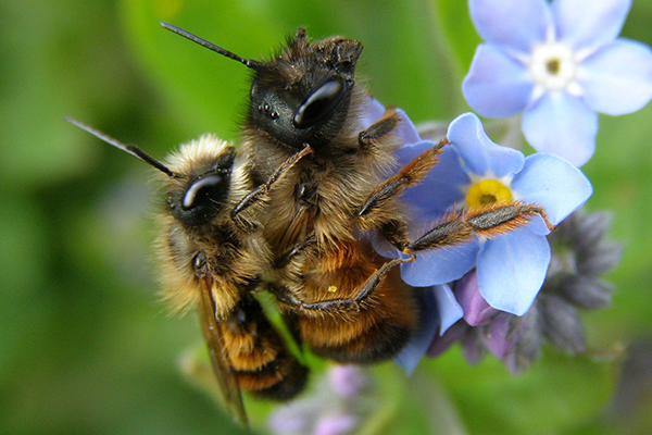La restauration de la nature à la loupe - Exploration du Règlement (UE) 2024/1991