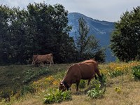 Le renouvellement générationnel dans l'agriculture alpine française