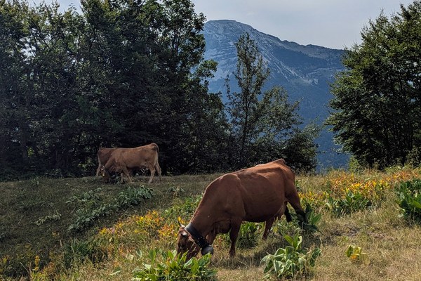 Le renouvellement générationnel dans l'agriculture alpine française