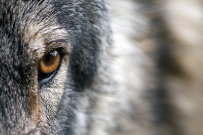 Transfert de connaissances sur la co-adaptation de l'Homme et du loup dans la région Alpine