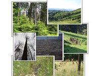 Rapport d'expertise sur les conflits entre forêt et gibier en Allemagne