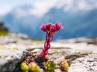 Alpenscène n° 108 - À la loupe